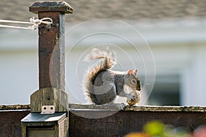 Cute squirrel with suet ball