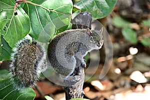 Cute squirrel on a tree branch