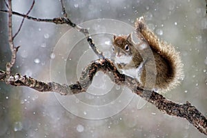 Cute Squirrel on Tree Branch in Winter with Snowfall.