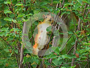 Squirrel on a tree in the garden