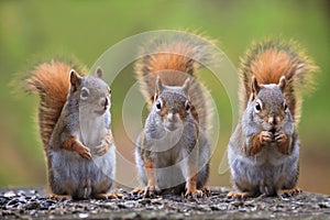 Cute squirrels