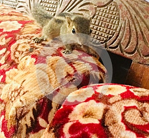 Cute Sri Lankan squirrel