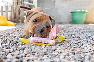 Cute staffbull puppy playing with a toy