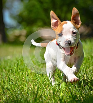 Cute Stafford puppy running on field photo