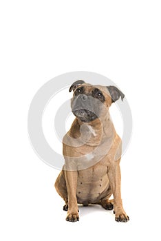 Cute Stafford Terrier looking up over its shoulder sitting isolated on a white background in a vertical image