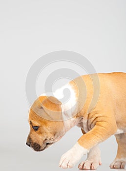 Cute Stafford terrier puppy walking photo