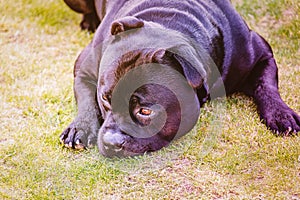 Cute Staffordshire Bull Terrier dog lying on grass with his head on the ground looking a bit sad