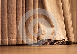 Cute Staffordshire Bull Terrier dog lying on a wood floor hiding under a curtain