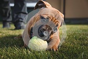 Cute Staffordshire Bull Terrier puppy playing with the ball