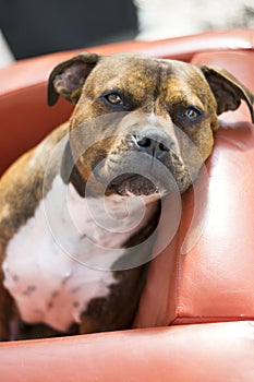 Cute staffy/boxer dog