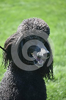 Cute Standard Black Poodle in a Field