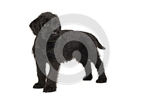 Cute standing Giant Schnauzer puppy looking away isolated on a white background