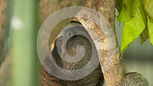 Cute staring  sloth on tree bark, Costa Rica