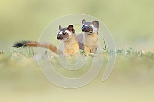 Cute startled Long-Tailed Weasels outdoors with blurred background