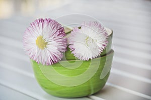 Cute Still Life With Two Daisy Flowers