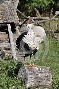 Cute stork on a log, posing for the camera