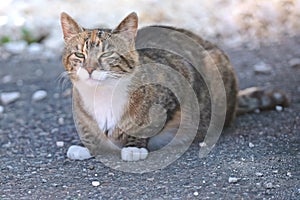 Cute stray cat sunbathing at the backyard.
