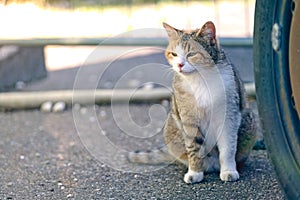 Cute stray cat sunbathing at the backyard. Horizontal image.