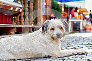 Cute stray dog with sad eyes