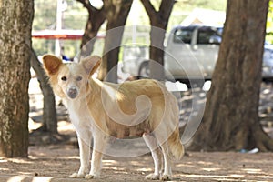 Cute stray dog - Stock Image