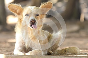 Cute stray dog - Stock Image