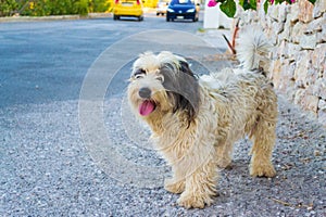 Cute stray dog on the street in Kamari Santorini