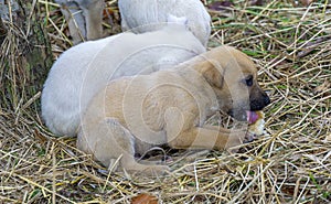 cute stray homeless hungry dogs eating bread