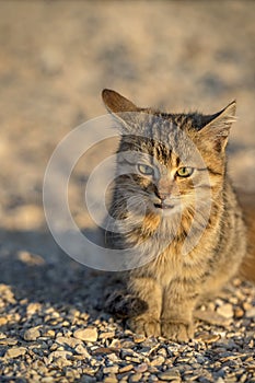 Cute stray kitten sitting on the ground.