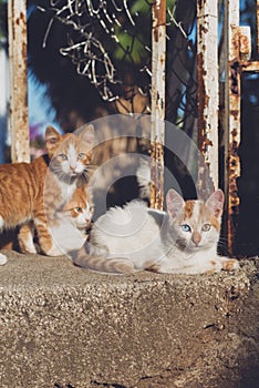 Cute stray kittens are sitting on the street in the Turkish city of Istanbul