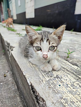 Cute stray litte cat at outdoor