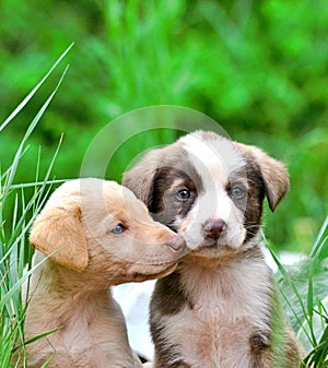 cute stray puppies pictured in a garbage dump