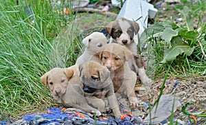 cute stray puppies pictured in a garbage dump