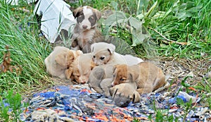 cute stray puppies pictured in a garbage dump