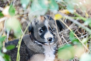 cute stray puppy hiding in a bush in autumn