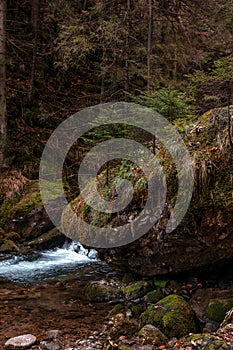 Cute stream in a dark dense forest with small waterfalls among stones