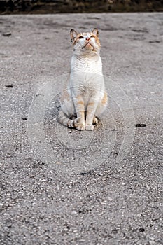 Cute street cat in Alexandroupoli