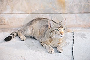 Cute street cat grey tortoise color lying on the pavement and looking up, portrait street striped cat. Hungry stray cat