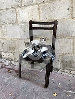 Cute street cats sitting on an old chair