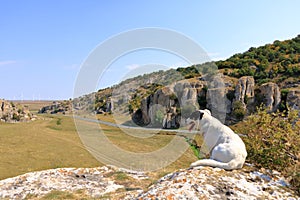 Cute street dog in the mountain landscape with some of the oldest limestone rock formations in Europe, in Dobrogea Gorges Cheile