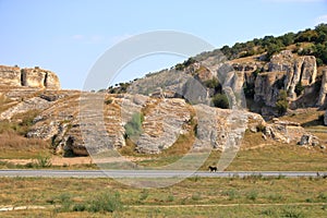 Cute street dog in the mountain landscape with some of the oldest limestone rock formations in Europe, in Dobrogea Gorges Cheile