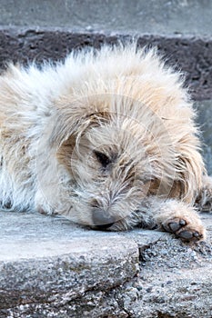 Cute street dog resting on pavement