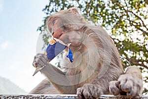 cute street monkey eating icecream in Rishikesh, India