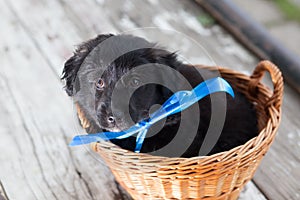 cute street puppy in basket ready for adoption