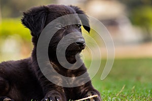 Cute street puppy dog sitting frontal and looking faraway in the grass