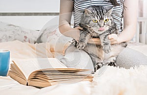 Cute striped  british cat in owners`s hands.