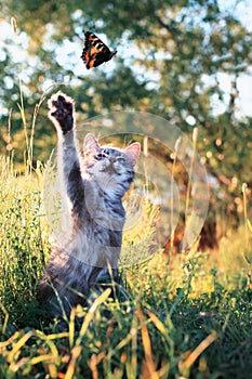 cute striped cat catches foot with a flying butterfly on a summer green sunny meadow