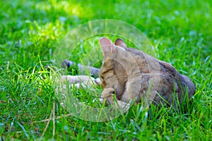 Cute striped cat clean yourself on the green grass from time to time, lying down and standing. Carefree life of pets