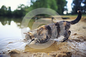 Cute striped cat deftly catches fish with paw in the pond in the village in summer