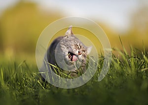 Cute striped cat on a walk appetizing eats fresh green grass in a spring sunny meadow