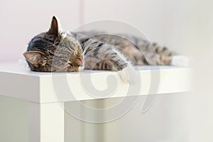 Cute striped domestic cat with white paws is sleeping on a white kids table.